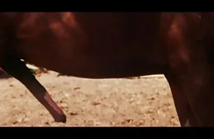 XXX Fucks माणूस रशियन तरुण कुत्री