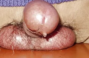 XXX कोंबडा आणि मांजर licks दोन girlfriends स्वयंपाकघर मध्ये